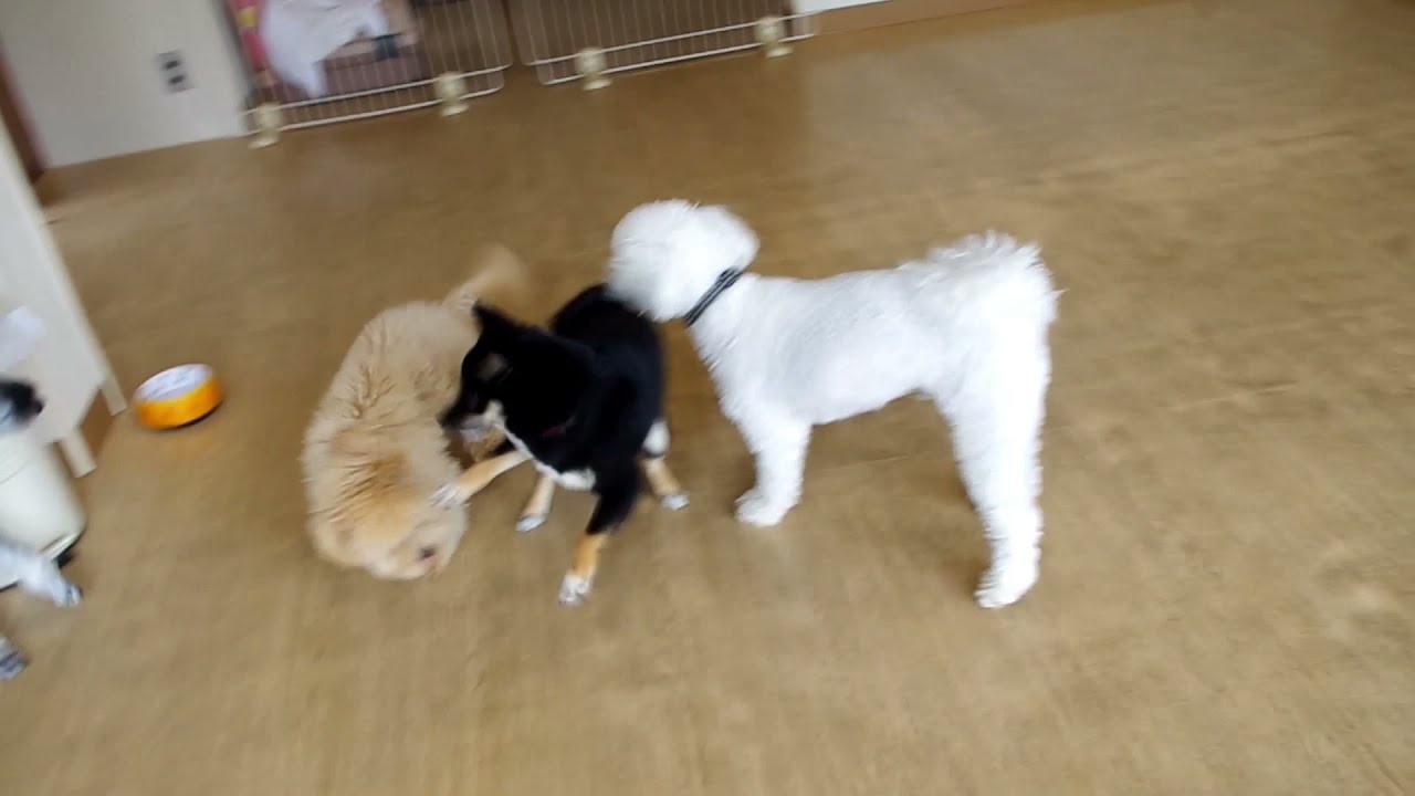 【子犬のしつけ教室】元気一杯よもぎちゃん YouTube