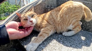 Cat relaxes when touched by human on stairs