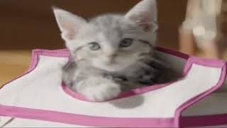 Iklan Makanan Kucing  Whiskas