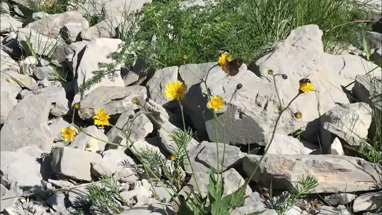 ペトロポリターナツマジロウラジャノメLasiommata petropolitana(Northern Wall Brown) 2024/06