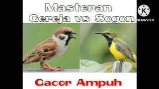 Masteran Gereja vs Sogon Gacor Ampuh