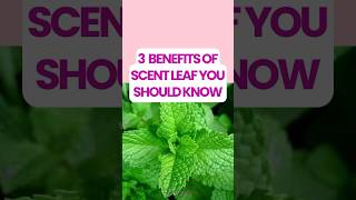3 Benefits Of Scent Leaf You Should Know