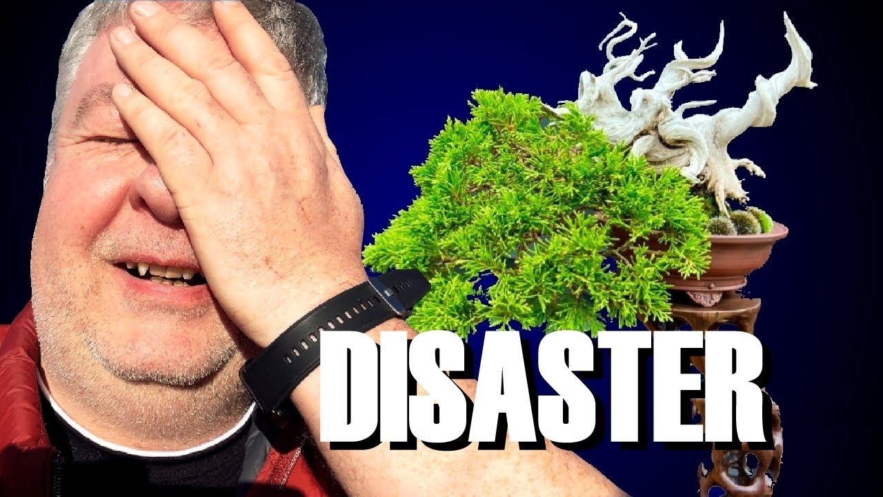 Excited For Doncaster Bonsai Show 2024