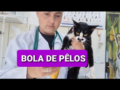 Vídeo: 5 maneiras de treinar gatos