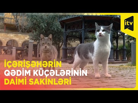 Video: Rusiyada pişiklərə abidələr