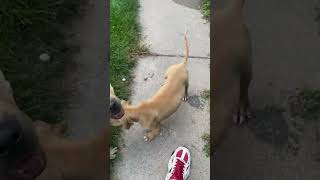 Kashius Ali & His Dam Money Time