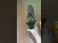 Pinjem gelas ke kucing #cat #trending #funny #trending