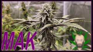 MAK | MYLOS MIRACLE ALIEN KOOKIES! | PURPLE FADE | NEW GENETICS |  ORGANIC GARDEN W/ ZOLTRIX GROWER