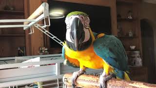 Volume Alert Charley the macaw screaming and talking and shows off her wings