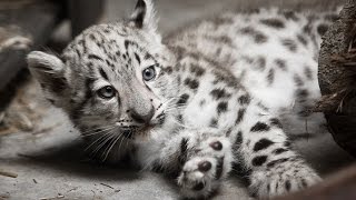 Snow Leopard Cub Exam at Cleveland Metroparks Zoo