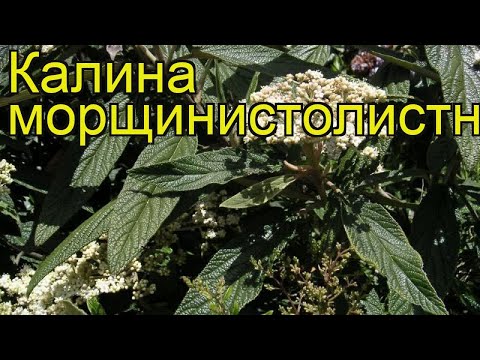 Видео: Leatherleaf Viburnum Information - Уход за кустами калины Leatherleaf