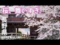 【長野移住】これ以上の桜吹雪は見た事がない!!桜の終わりの絶景に出会った!!|諏訪|高島城|ドライブ|田舎暮らし|長野県|4K