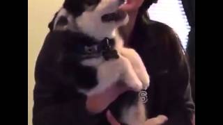 Husky can talk 3