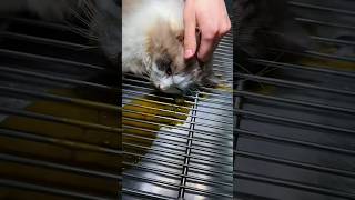 Cat Vomiting Yellow Liquid? 🙀 Never Ignore This Warning Sign! #shorts #shortsfeed #viral