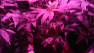 Super grow Footfubgs pt14. Using beta balls