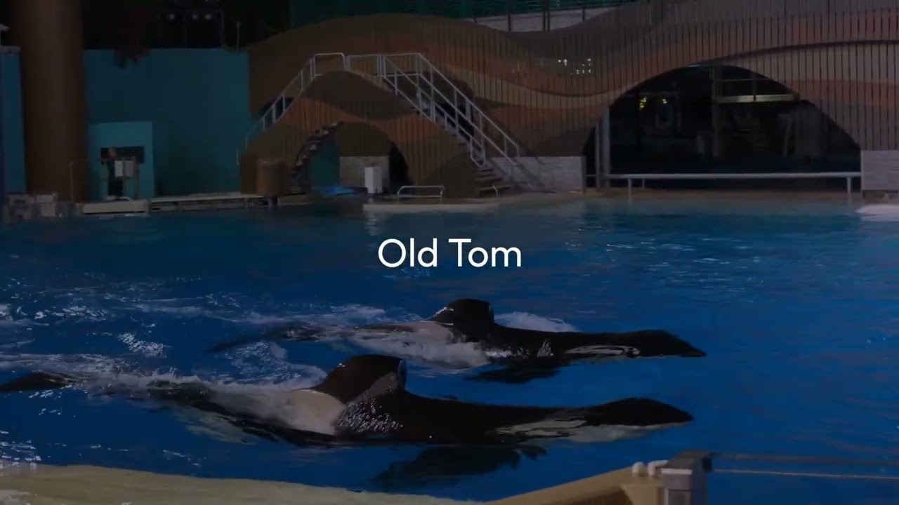 The Forgotten Alliance Between Orcas and Humans