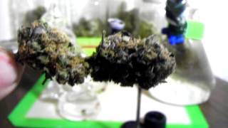 Witch hunt harvest ocean grown genetics vaderOG