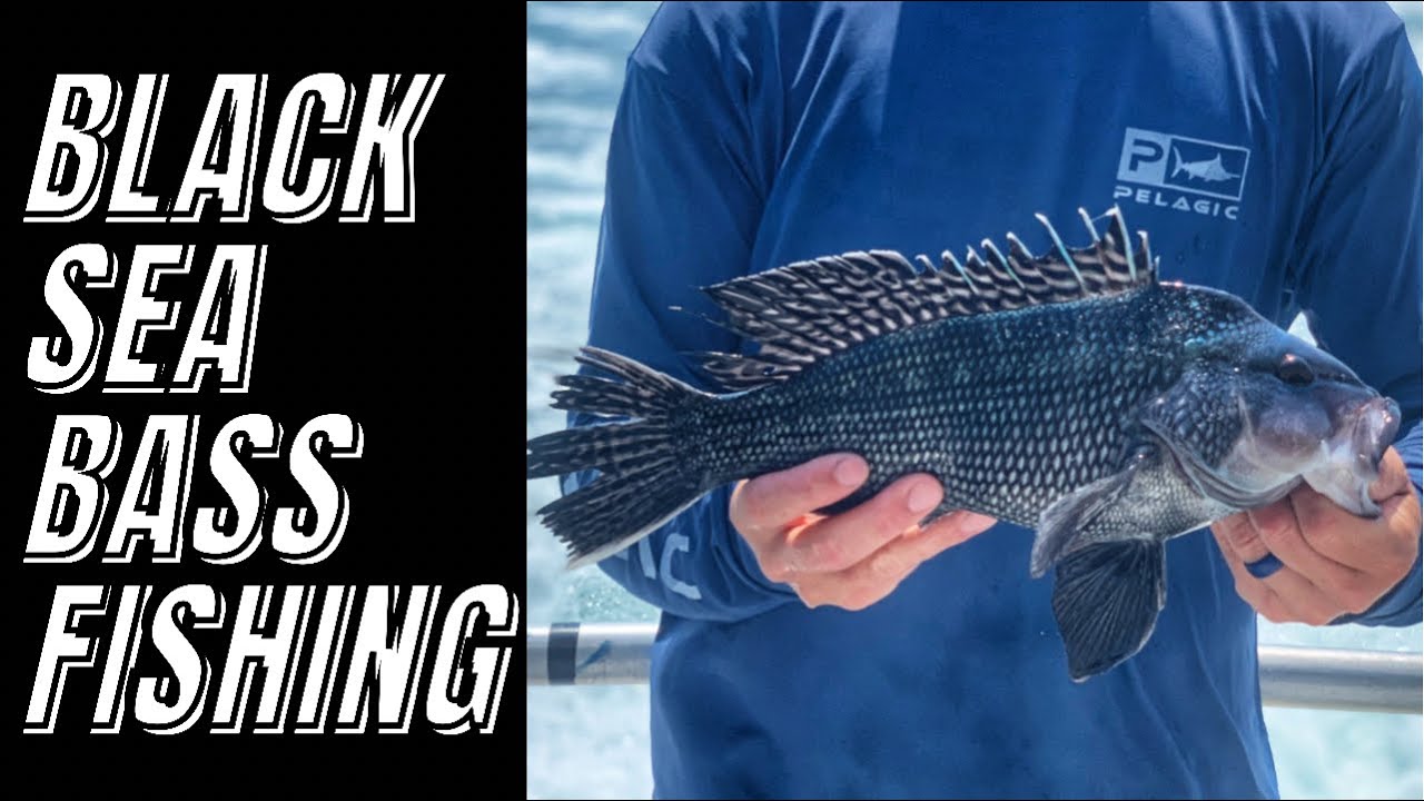 Black Sea Bass Fishing (Insane Bite)