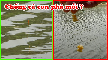 Cận cảnh nhịp phao cá ăn ngô, Câu Đài!