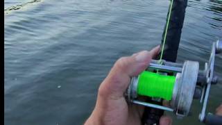 White Bass Catfishing Carlyle Lake