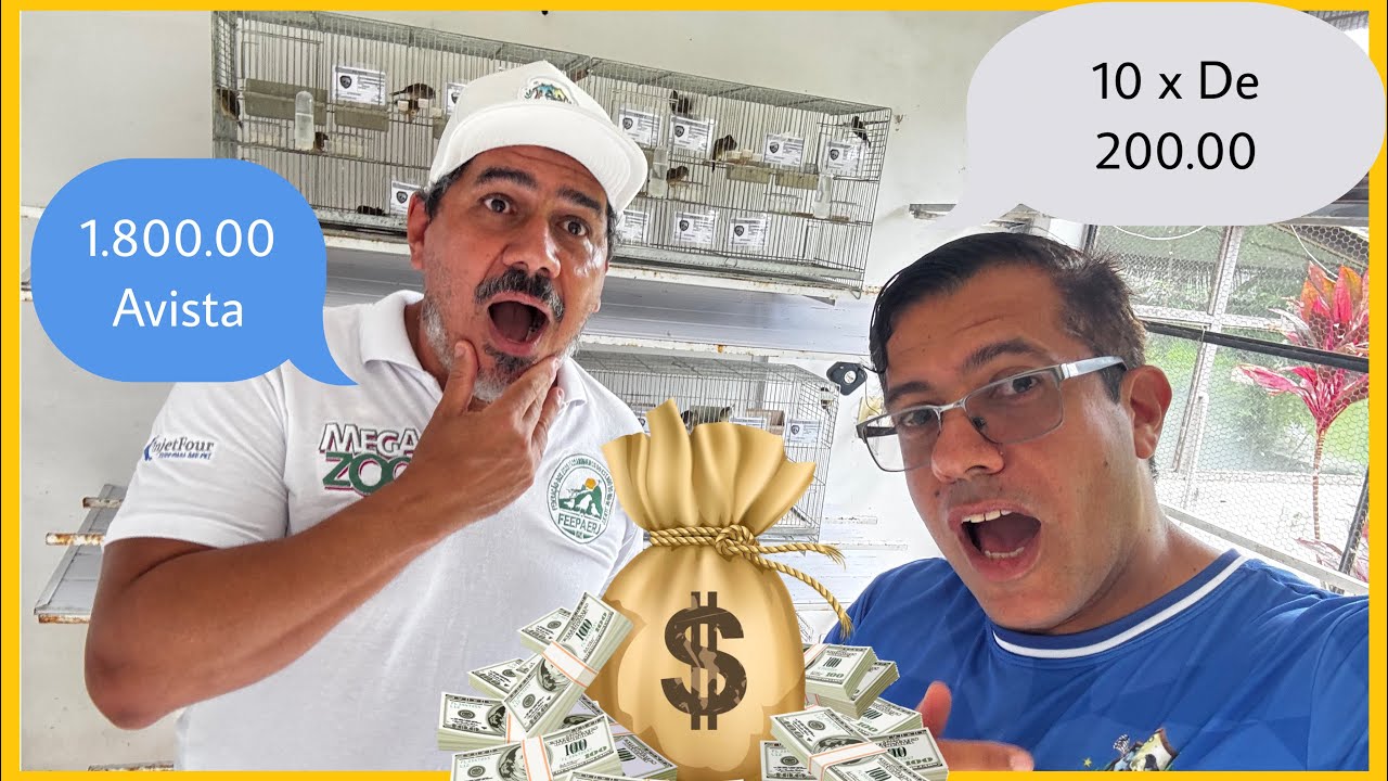 VENDE-SE FILHOTES DE COLEIRO PAPA-CAPIM ? CRIADOURO COMERCIAL SANTA ANNA