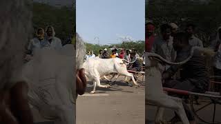 Bulls race