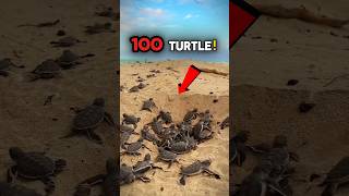 Only 1 Out Of 100 Will Survive 😢🐢 #nature #turtle #shorts