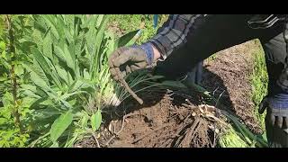 How To Divide Comfrey Root