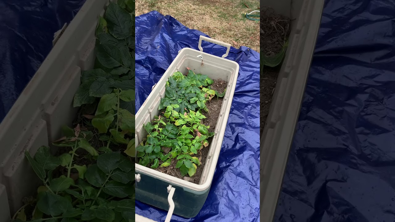 Potatoes grown with led light. Result!