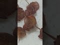 カブトガニ幼生大混乱!餌あげ!Horseshoe Crab, feeding≫ 加藤英明【公式】かとチャン