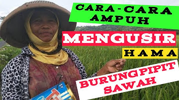 HAMA PADI || CARA MENGATASI HAMA BURUNG SAWAH