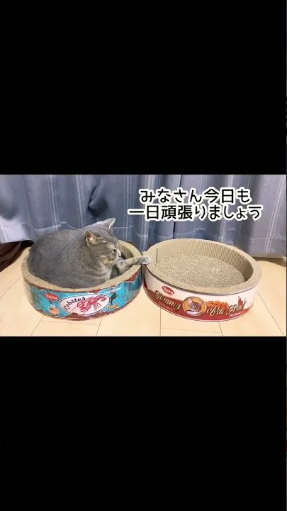 ハチサバの缶詰🐟からおはようございます #short