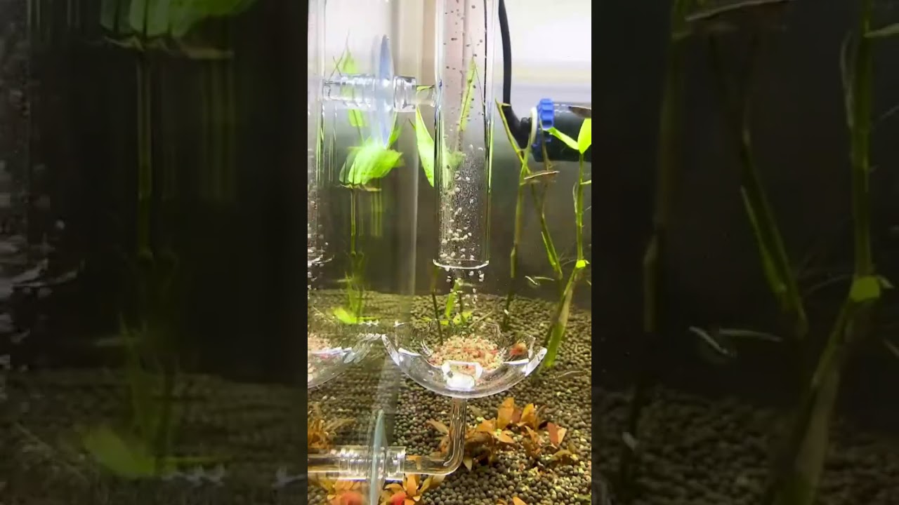Acrylic Aquarium Feeder Tube Dish Transparent Fish Tank | Product link in description👇🏻  