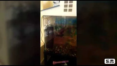 How to make a turtle  habbitat