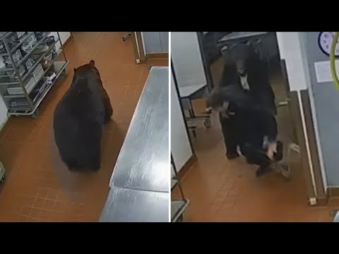 Björn till attack – i köket på lyxhotell