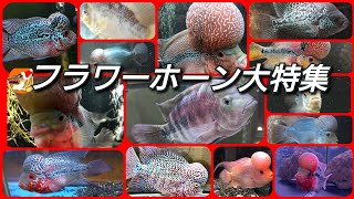 フラワーホーン大特集』あなたのフラワーさん見せてください - YouTube