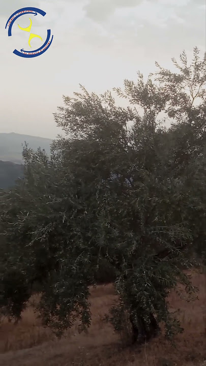 slimane Azem #kabylemusique#chansonkabyle #kabylemusique #chansonkabyle #love #art #music  #nature