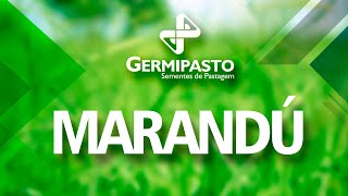 Cultivar Marandu Braquiarão - Germipasto Sementes De Pastagem
