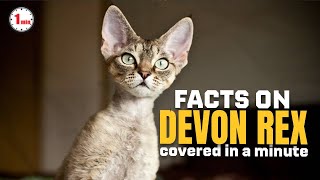 Meet Alien-Like Cats of Devonshire | Devon Rex Cats in 1 Minute | AnimalSnapz by Animal Snapz 65 views 6 months ago 1 minute, 30 seconds