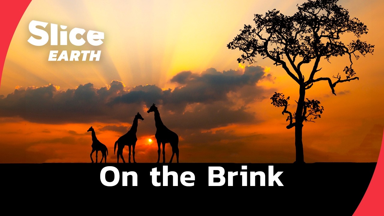 Last of the giants: Kenya's vanishing giraffes | SLICE EARTH