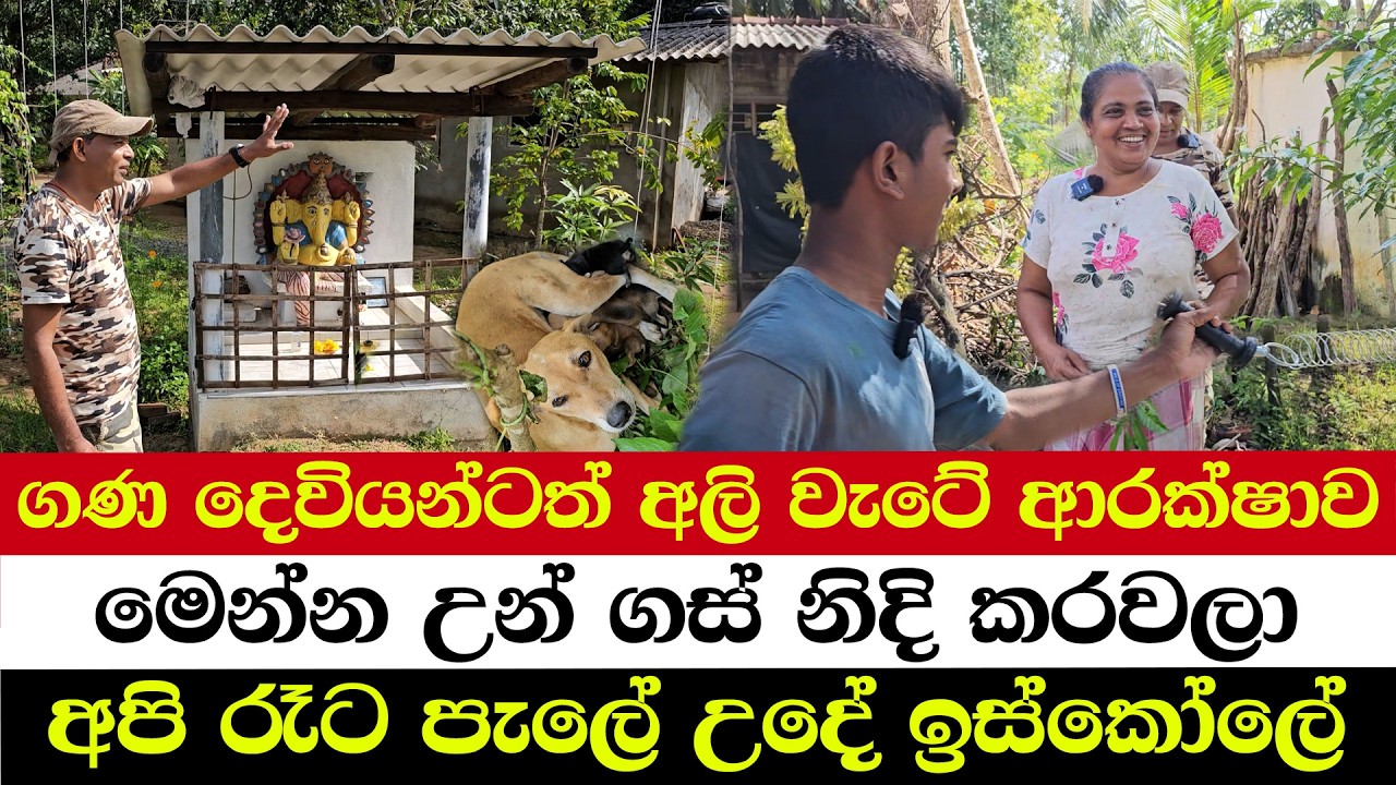 ගණ දෙවියන්ටත් අලි වැටේ ආරක්ෂාව | මෙන්න උන් ගස් නිදි කරවලා | අපි රෑට පැලේ උදේ ඉස්කෝලේ