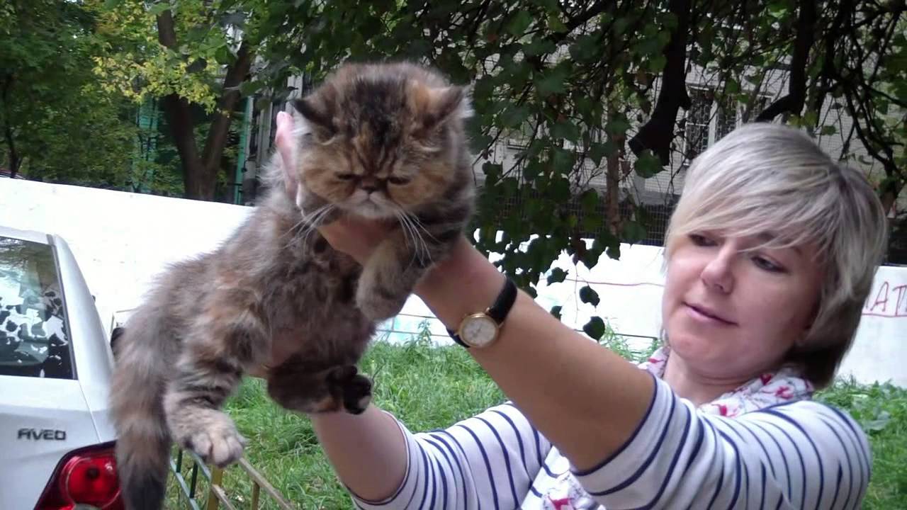 кошки породы Котята системы РСА