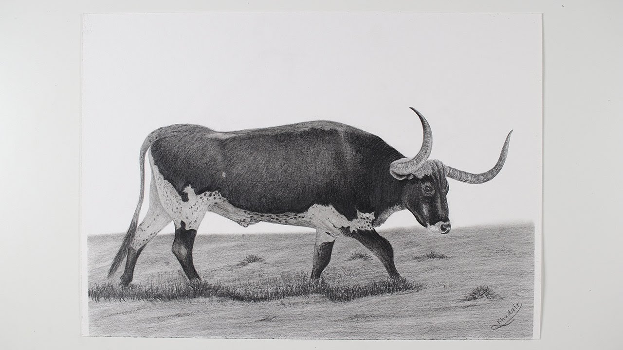 How to Draw A bull with graphite pencils - Realistic Drawing - speed ...