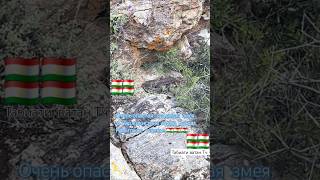 очень  опасная  ядовитая  змея в Таджикистане  город  Вахдат Ромитское  ущелье  🇹🇯🇹🇯🇹🇯.