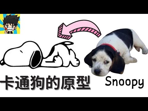 【Top 7】🐶卡通中可愛的狗狗，你認得出是哪個品種嗎？卡通狗的原型。🐕🐩Dogs cartoon in real life💥 Do you recognize which breed it is？😊