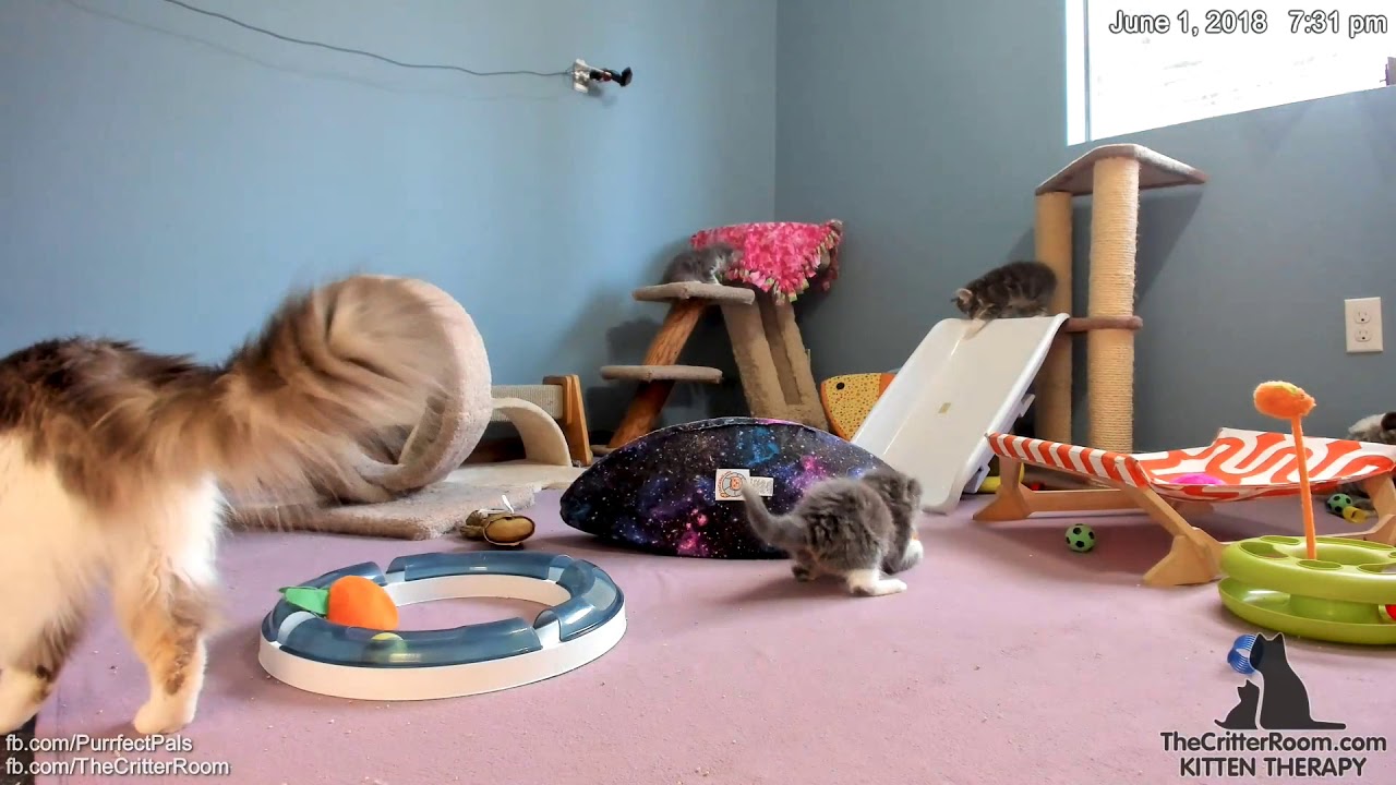 Guardian Kittens Trampoline Bounce YouTube