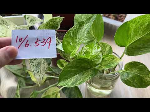 【園藝539】10月6日(五)大理石黃金葛愛心形狀的葉子！