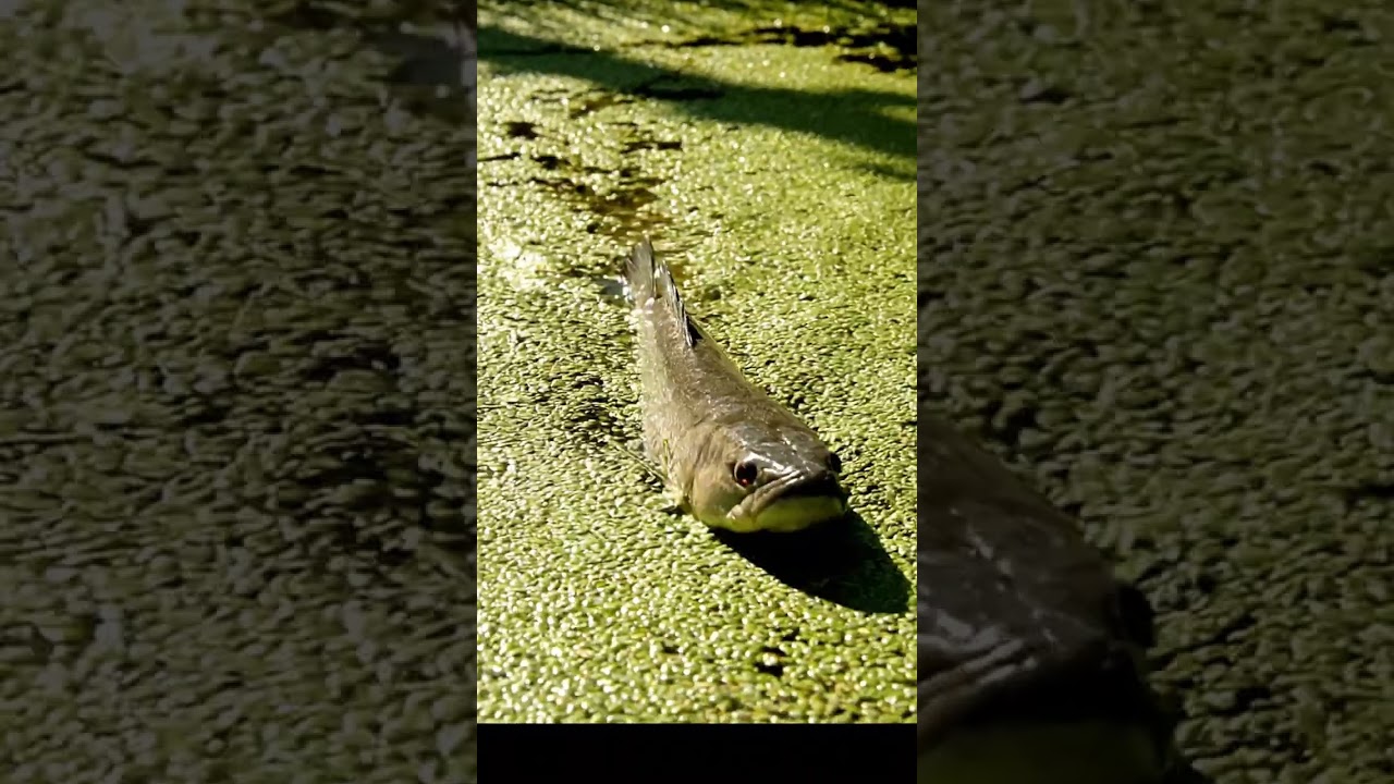 🎣 CRAZY Fish BITE Compilation! 🤯 You Won't Believe What Happens! 