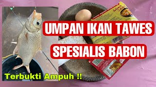 Umpan Ikan Tawes Paling Jitu. Spesialis Tawes BABON!!