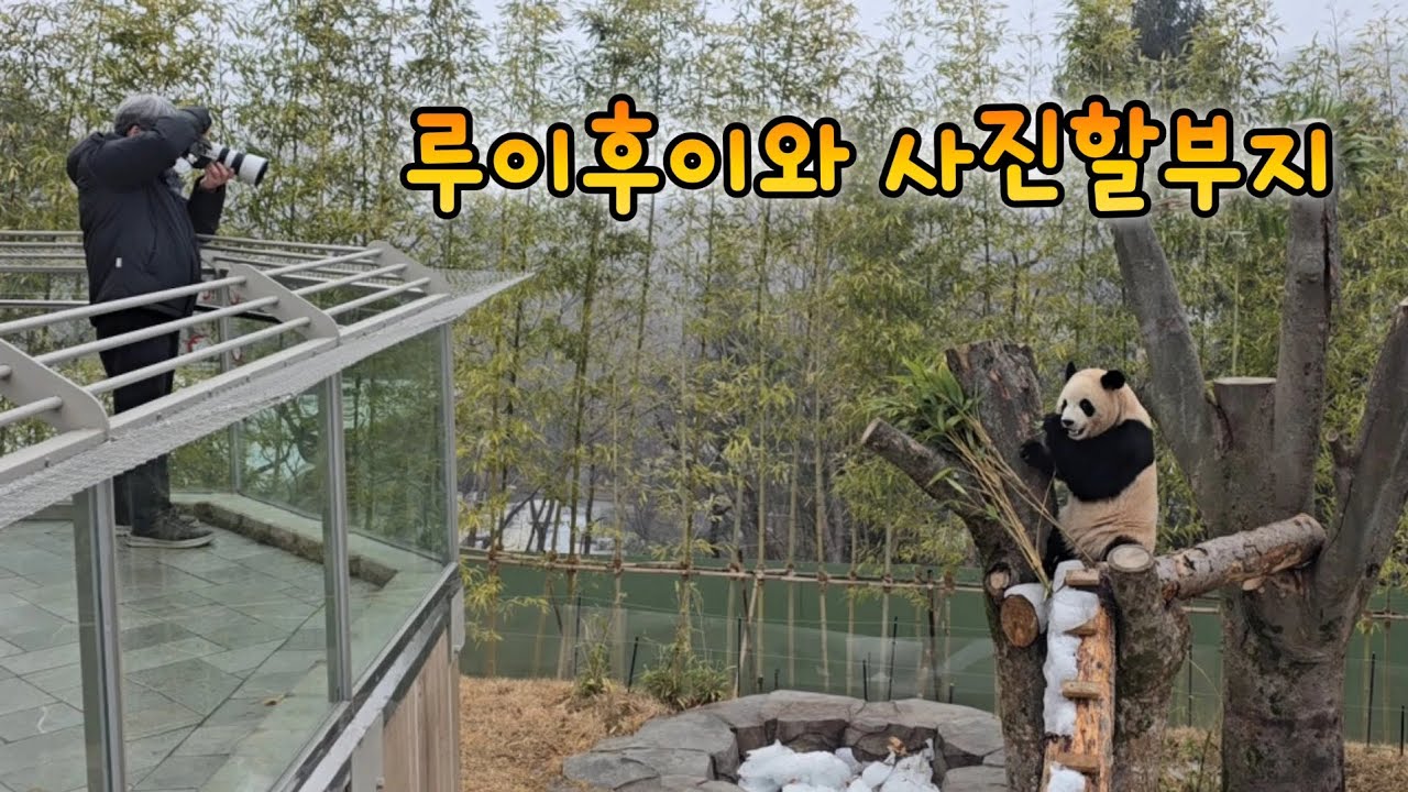 루이후이의 사랑스러운 금요일 오전 야외영상💕 26.01.16 Everland Ruibao Huibao 